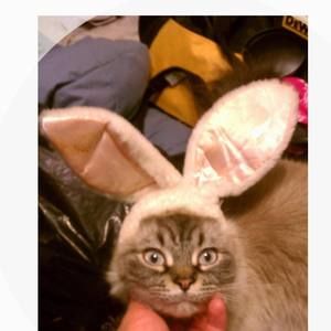 Meet your Posher, Renee